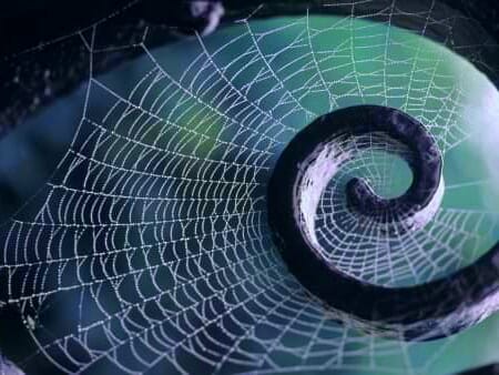 Örümceğin Gizemi