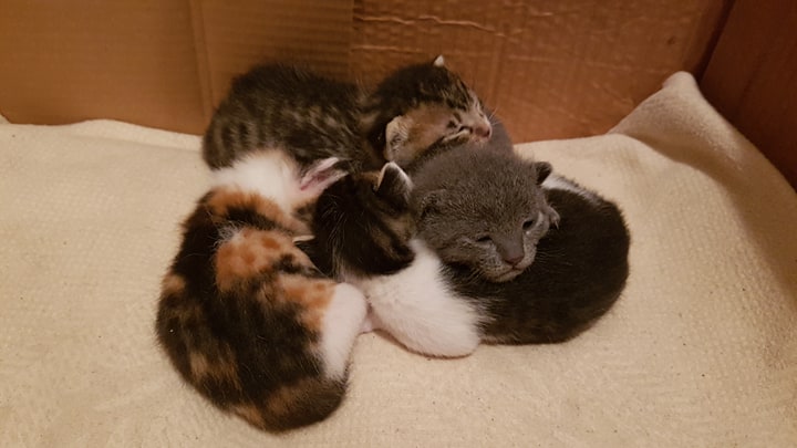 KORONA GÜNLERİNDE YAŞAM  11