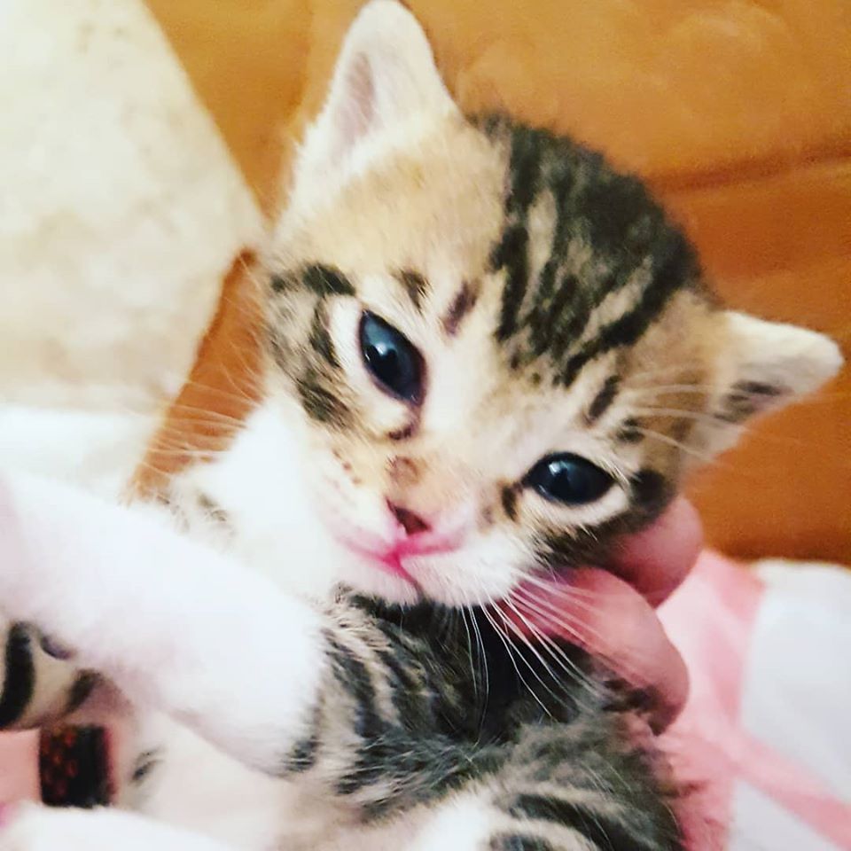 @kedi_sahiplendirme!