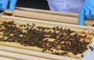 Belçika uyuşturucu ile mücadele için bal arılarını kullanacak