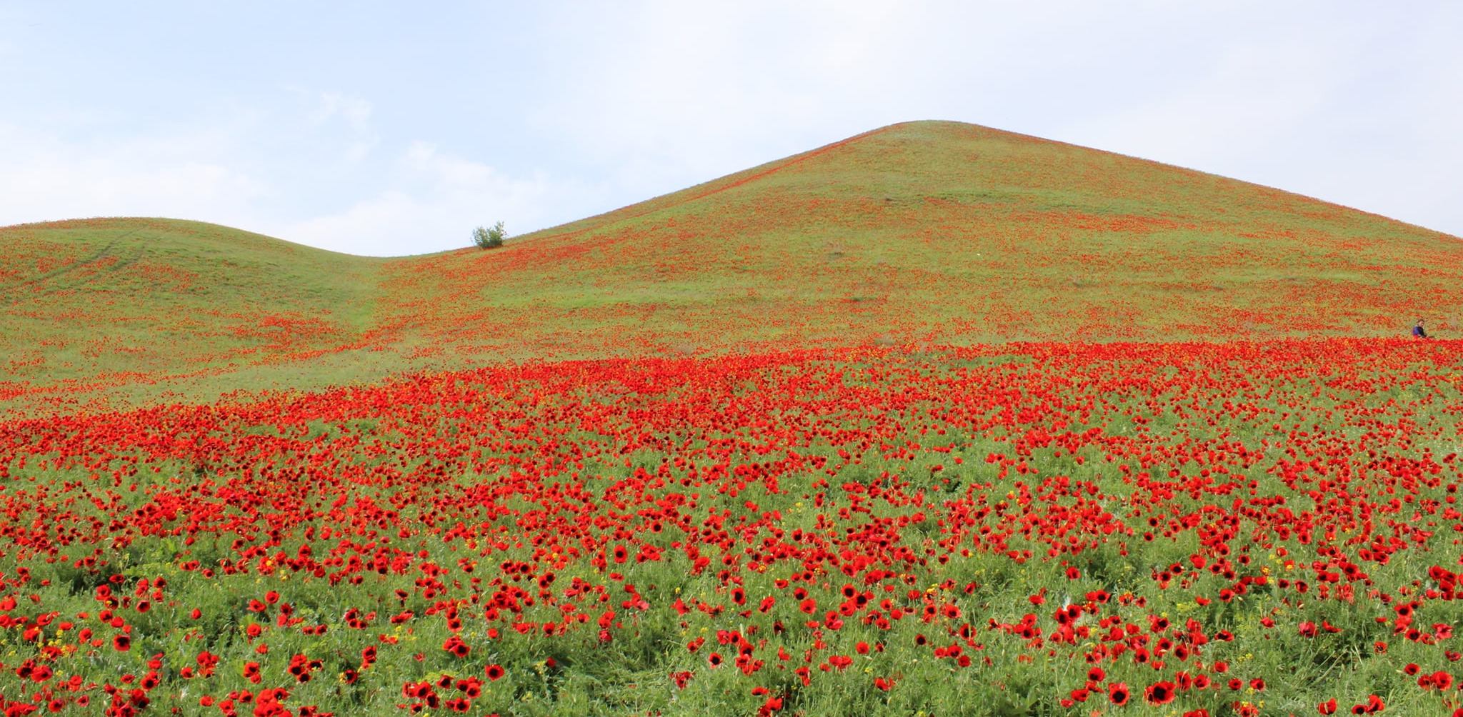 Mayıs’a ağlıyor aylardan Teşrinisani, Şiir: Soso KAKUBAVA