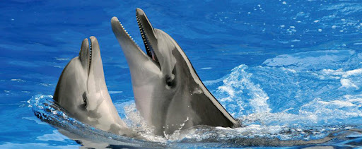 Batumi'de Yunusun Bir Kızla Acaruli Dansı