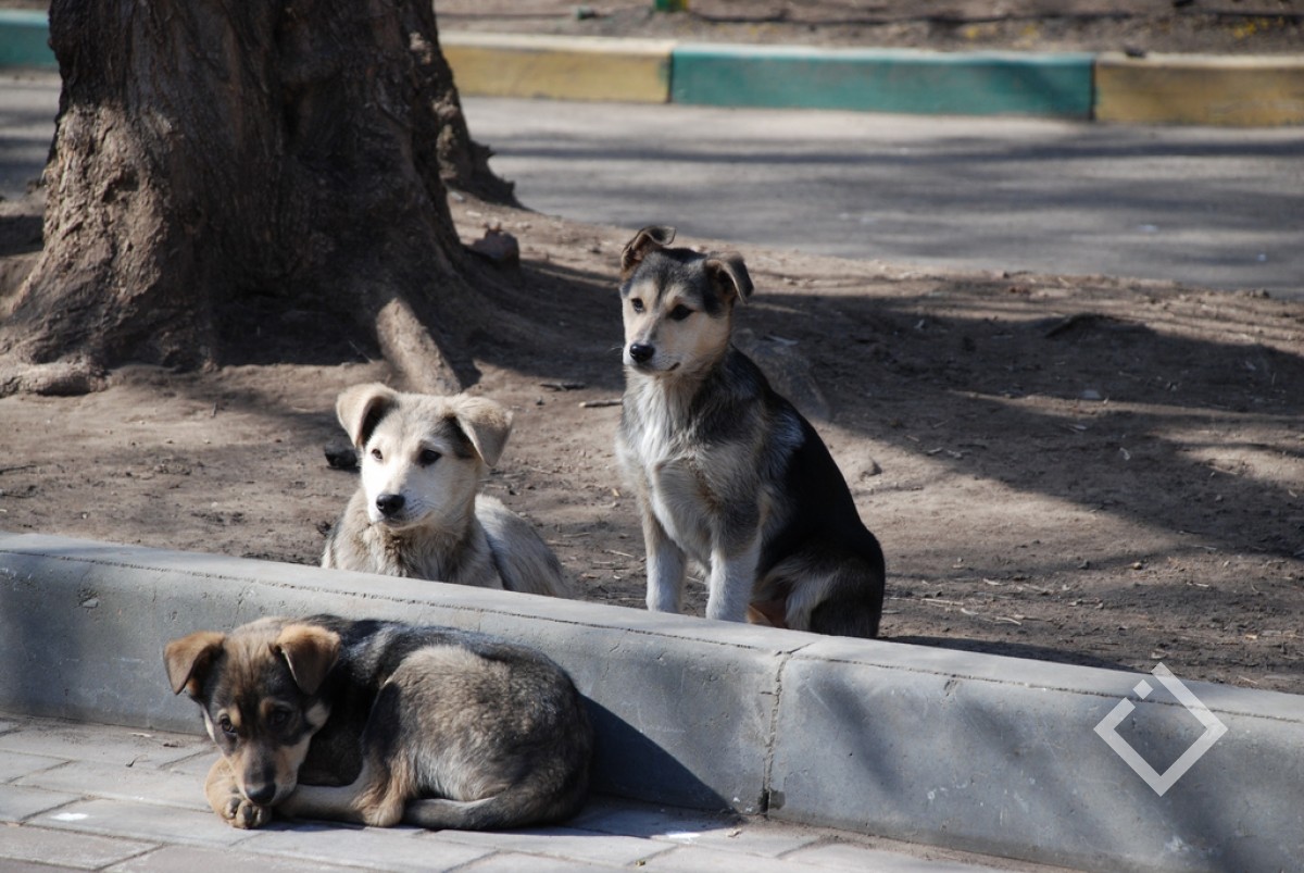 Batumi'de Köpekler Kışı Sıcak Geçirecek
