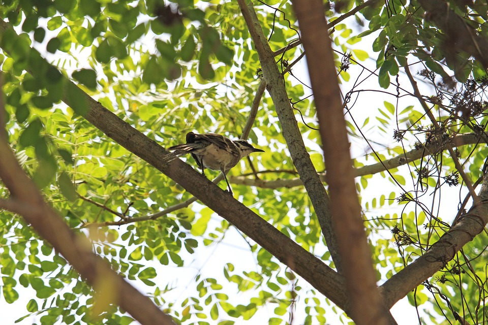 Veysel Çolak: BENİ DE BUDAMIŞLARDI