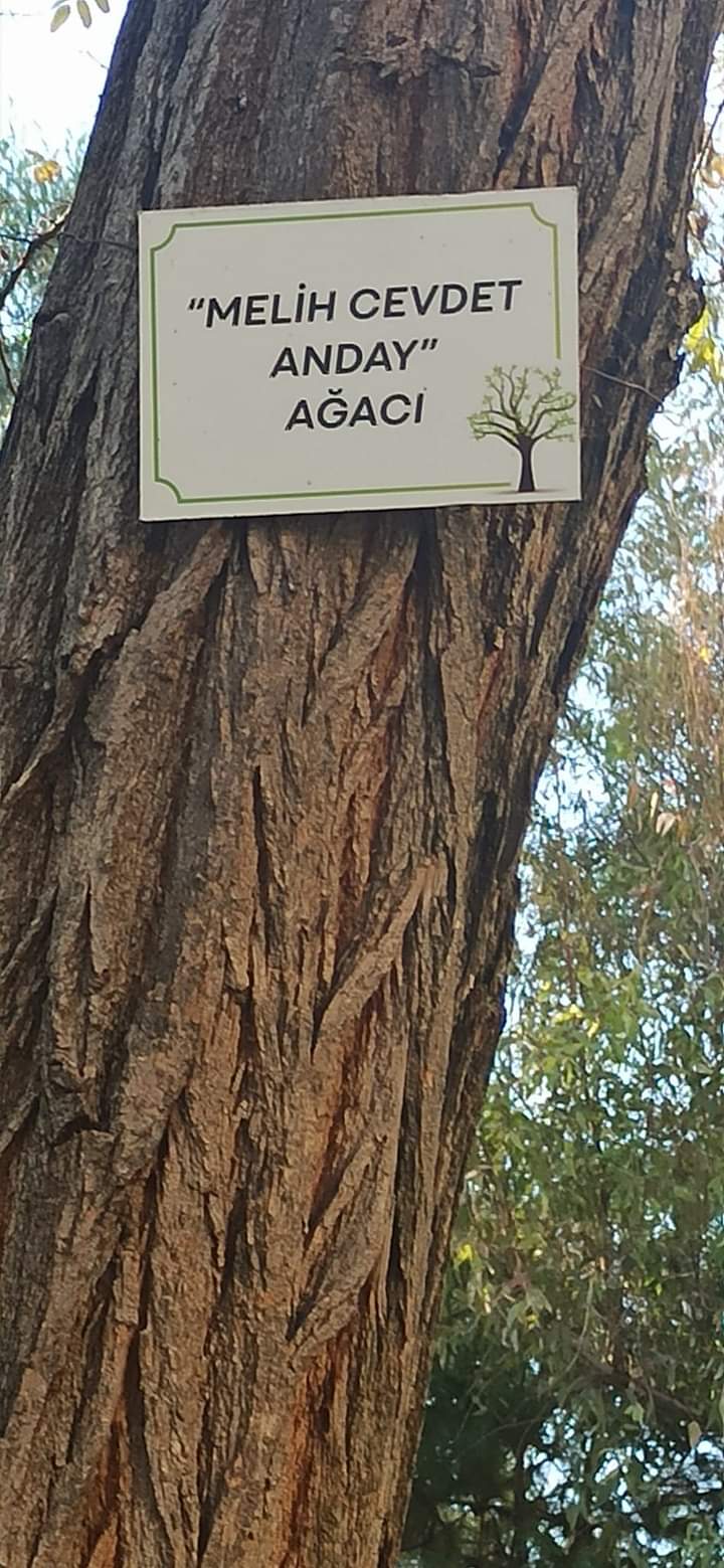 Veysel Çolak: Yüzümden