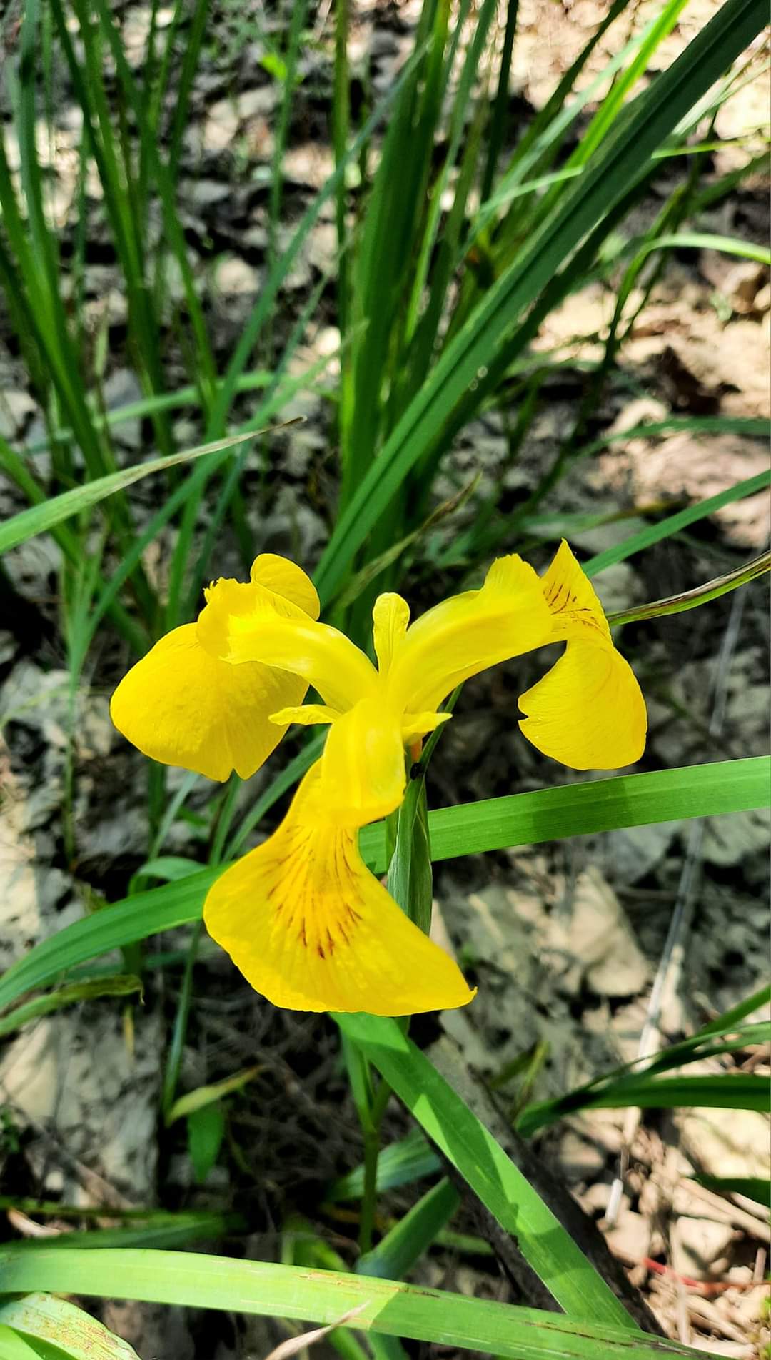 Filiz Gençoğlu: Bizimkisi Orman Kardeşliği…