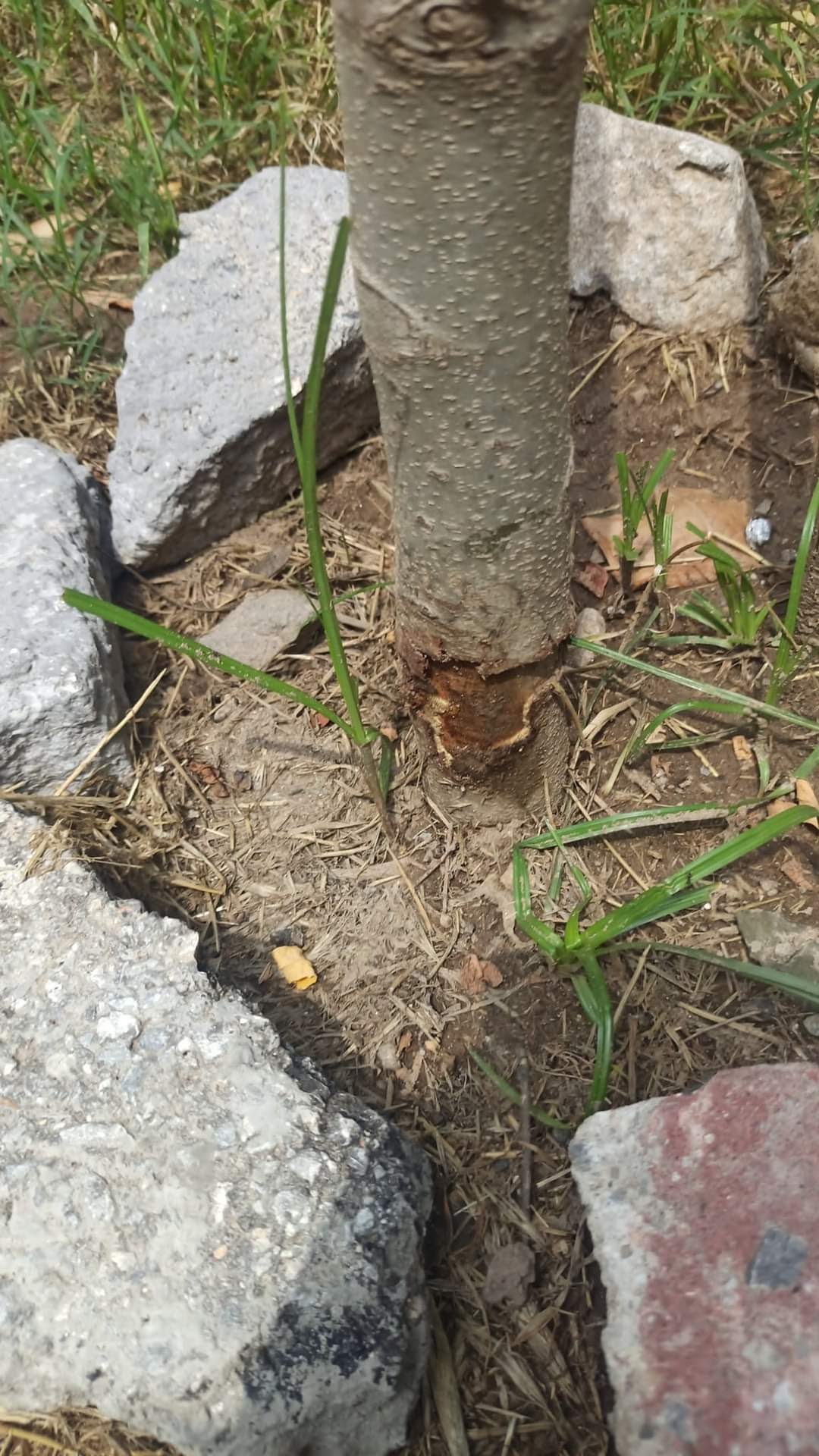 Veysel Çolak: YOKSUNUZ