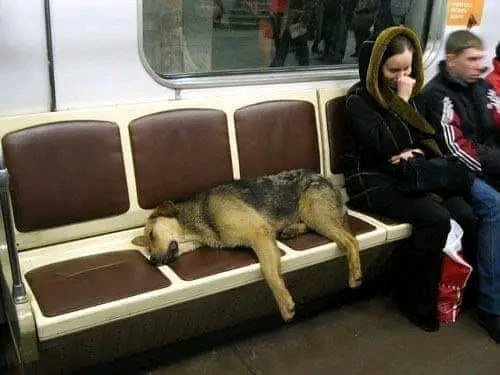 Kentler ve Köpekler