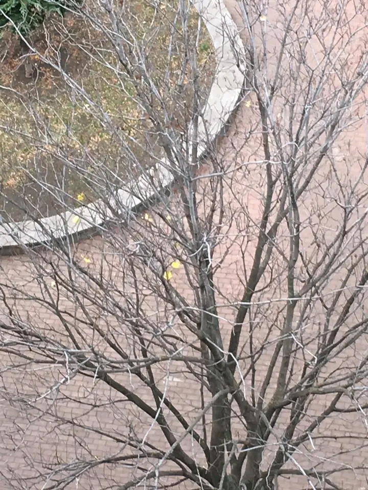 ია ხასააია: ფოტომ ძველი ლექსიც გამახსენა…