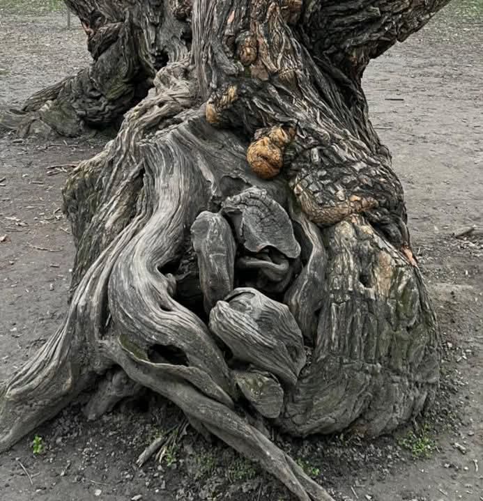 Veysel Çolak: Kendi İçine Gömsünler Seni